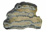 Mammoth Molar Slice With Case - South Carolina #135303-1